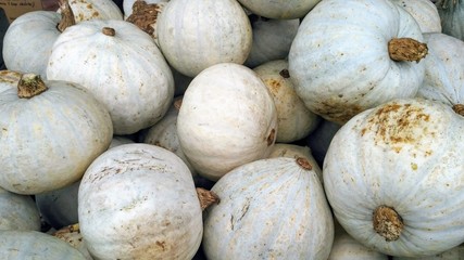 Lyric F1 pumpikns panoramic shot. Cucurbita maxima squash background