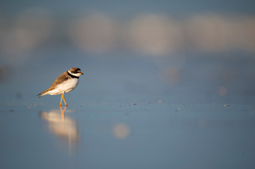 A Semipalmated Plover stands in shallow water with its reflection in the golden sunlight with a smooth blue background.