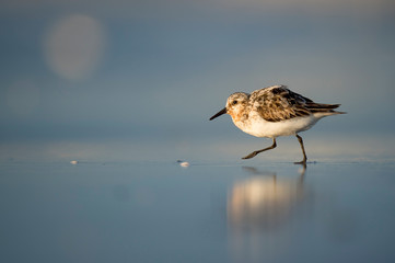 A Sanderling walks in the shallow surf in the early morning sunlight with its reflection in the water.
