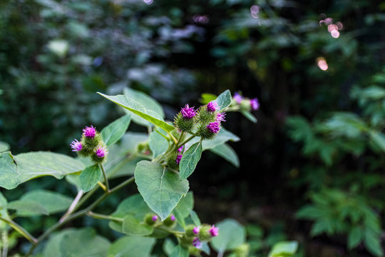 lesser burdock with pink flower