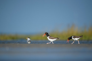 A pair of American Oystercatchers stand in the shallow water in the marsh with bright green grass in the background.