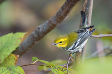 A Black-throated Green Warbler perched in a tree with green leaves in its fall non-breeding plumage.
