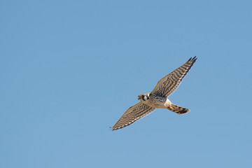 An American Kestrel flies on a sunny day with a bright blue sky background.