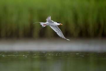 A Forsters Tern flies low over the water with a smooth green marsh grass background.