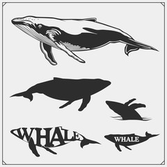 Vector illustration and silhouettes of beautiful whales. Ecology emblems design.