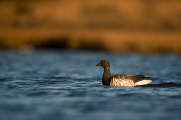 A Brant swims in bright blue water in the sunlight with a smooth brown marsh grass background.