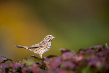 A Song Sparrow perched in a red colored bush in soft light with an orange and green smooth background.