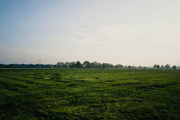 Grünes Feld #2