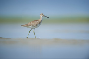 A Willet stands in the light sand in shallow water with a smooth blue and green background in the bright sunlight.