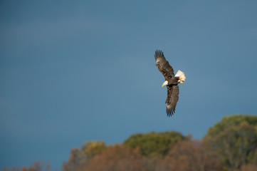 An adult Bald Eagle flies in front of dark ablue sky as the sun shines on the birds wings.