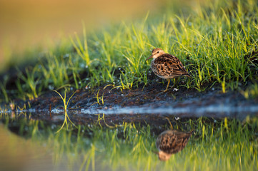 A Least Sandpiper stands in the short bright green grass in the early morning sun next to the calm water's edge.