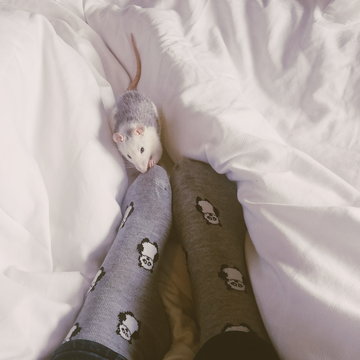 Woman's feet next to her pet rat playing on bed
