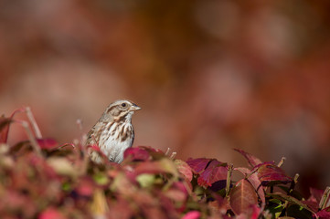 A Song Sparrow perched in bright red and orange leaves in autumn color with a colorful background.