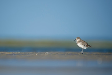 A Black-bellied Plover stands on exposed sand in a tidal marsh with a smooth green and blue background on a bright sunny day.