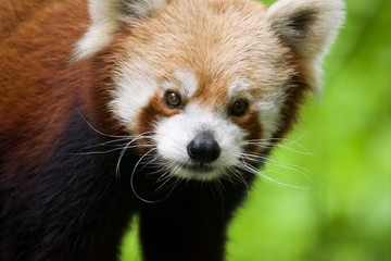Red Panda Closeup