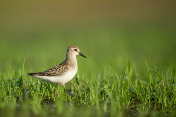 A Semipalmated Sandpiper stands in the short green grass in the early morning sunlight with a smooth green background.