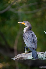 A Double-crested Cormorant perched on a large log with a smooth green tree background in soft light.