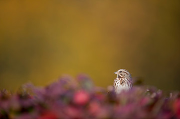 A Song Sparrow perched in a red colored bush in soft light with an orange and green smooth background.