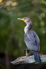 A Double-crested Cormorant perched on a large log with a smooth green tree background in soft light.