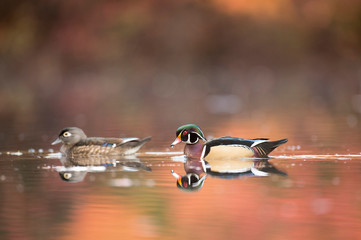 Male and female Wood Ducks swim on a calm pond in autumn with the colorful trees reflected in the calm clear water in soft overcast light.
