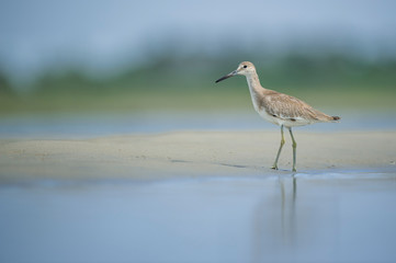 A Willet stands in the light sand in shallow water with a smooth blue and green background in the bright sunlight.
