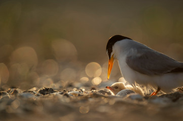 An adult Least Tern looks down at its recently hatched chick and an unhatched egg in the nest on a...