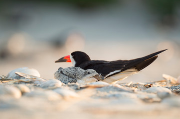 A small Black Skimmer chick rests next to its parent on a sandy beach in the morning sunlight.