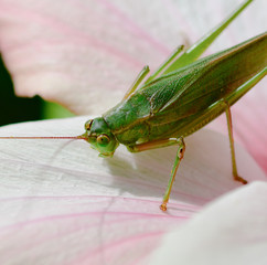 grasshopper on hibiscus flower