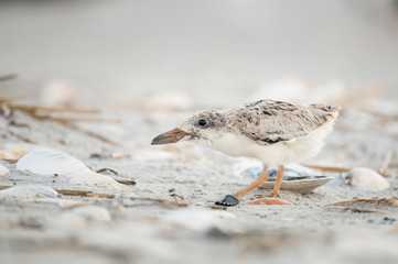 A young American Oystercatcher chick stands on a sandy beach in soft overcast light.