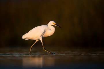 A white Snowy Egret walks in the shallow water in the golden sunlight with a dark brown background.