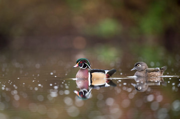 Male and female Wood Ducks swim on a calm pond in autumn with the colorful trees reflected in the calm clear water in soft overcast light.