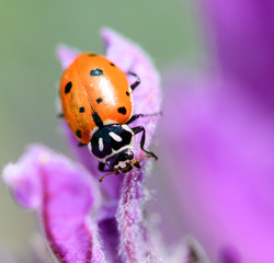 ladybug on lavender