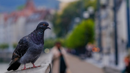 pigeon