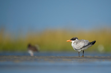 A juvenile Caspian Tern stands on a sand bar in the shallow water with a smooth green and blue background in the bright sun.