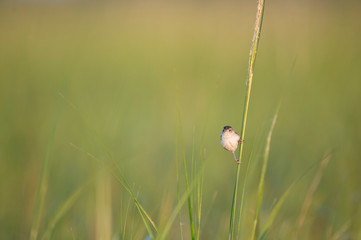 A very small Marsh Wren perched in the tall bright green marsh grasses in the bright morning sunlight.