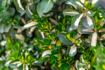 PIEDRAHITA AVILA DETALLES ABRIL 2018