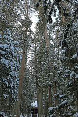 雪の高野山奥の院