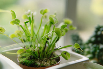 Close-up of a venus flytrap plant on a windowsill