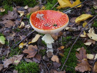 Der Fliegenpilz