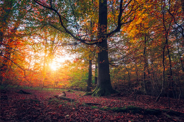 Sunny Day in the National Park. Autumn  Forest Colours, Beautiful Sunset in the Woods,