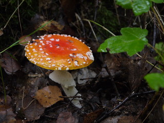 Der Fliegenpilz
