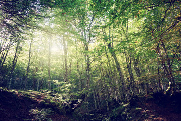 Obraz premium Wide angle of a green forest with sun light