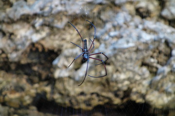 Exotische Spinne in Japan selten