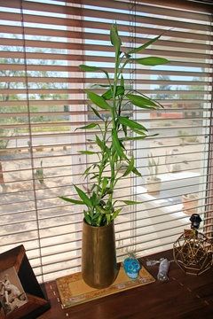 Dracaena Sanderiana native to Central Africa and commonly marketed as "lucky Bamboo"