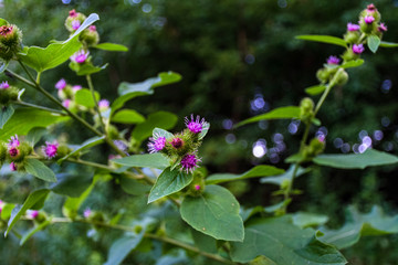 lesser burdock with pink flower