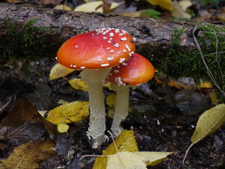 Der Fliegenpilz
