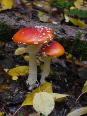 Der Fliegenpilz