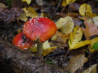Der Fliegenpilz