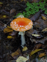 Der Fliegenpilz