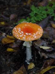 Der Fliegenpilz